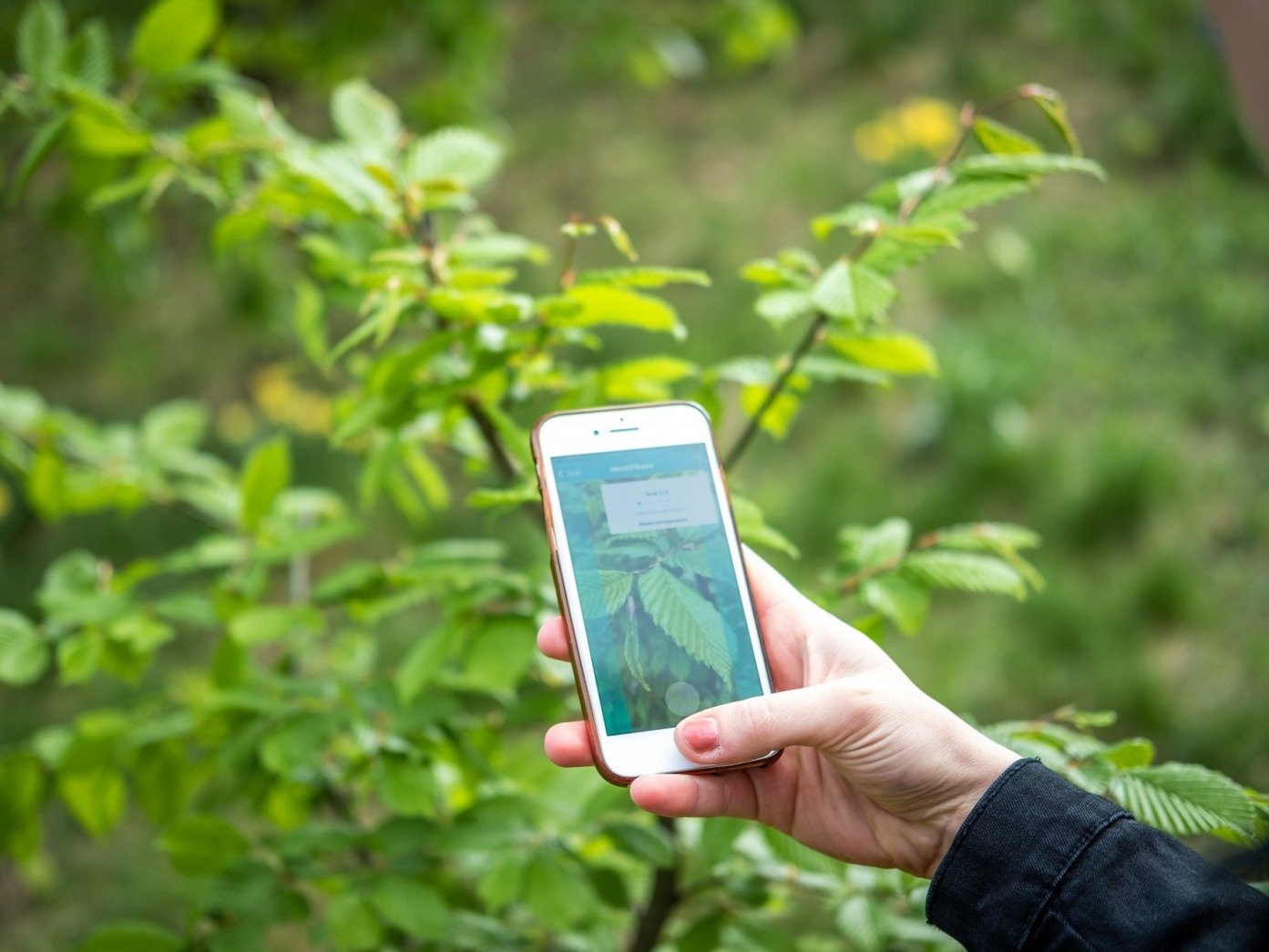 Lovte stromy jako pokémony s aplikací Tree Check